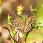 Waldbrettspiel (Pararge aegeria) ...