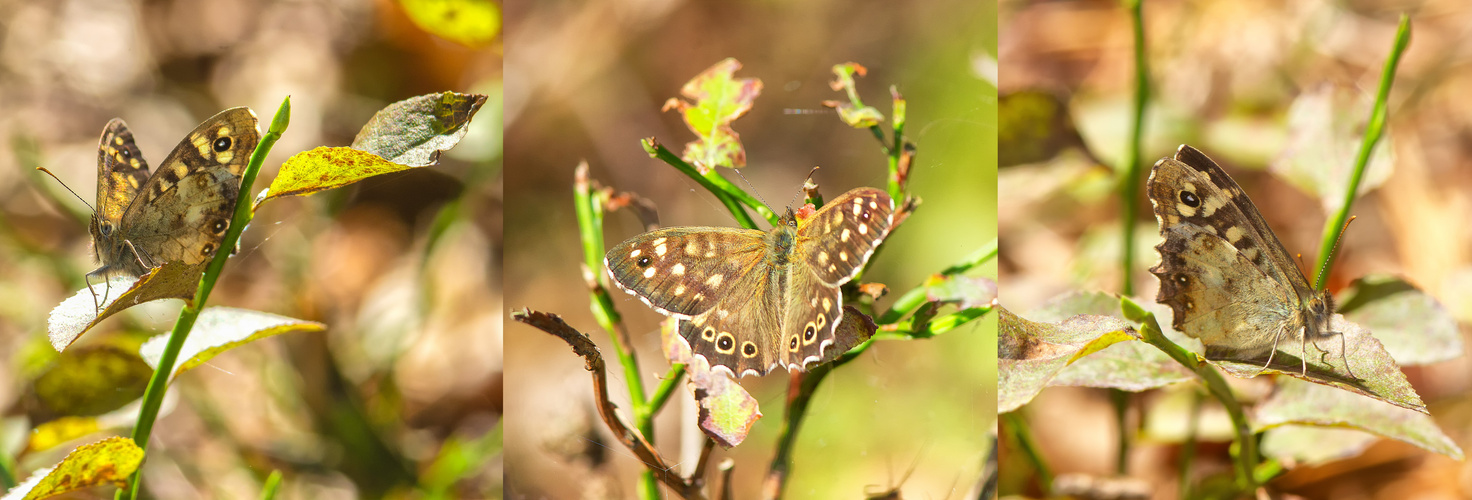 Waldbrettspiel (Pararge aegeria) ...