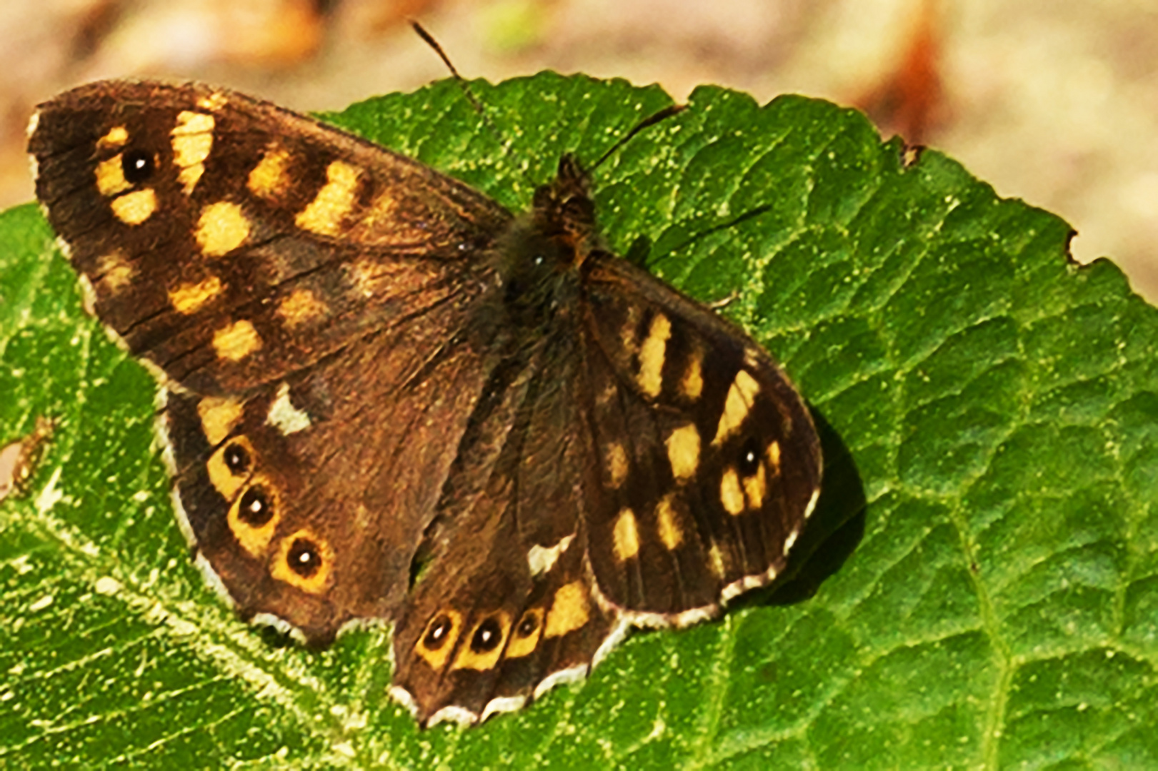 Waldbrettspiel (Pararge aegeria)