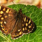 Waldbrettspiel (Pararge aegeria)