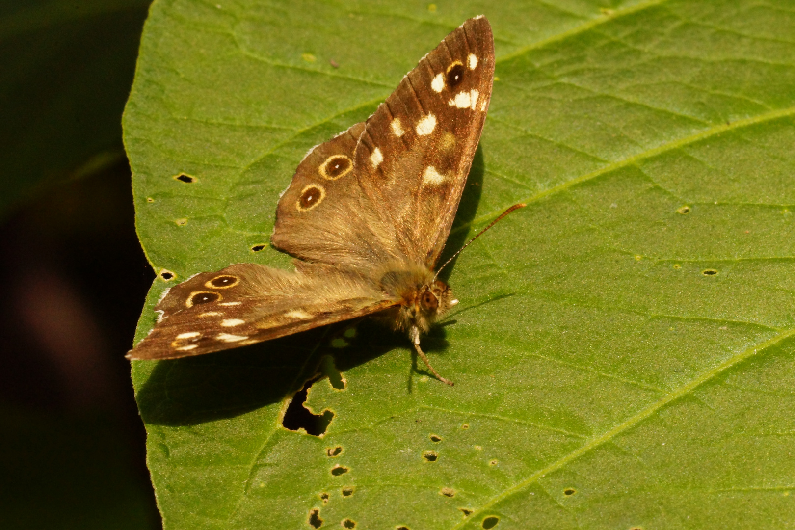 Waldbrettspiel, Pararge aegeria