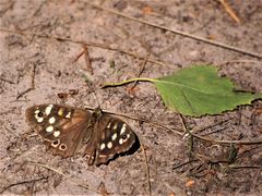 Waldbrettspiel (Pararge aegeria)