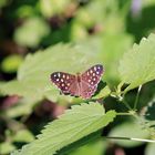 Waldbrettspiel (Pararge aegeria)