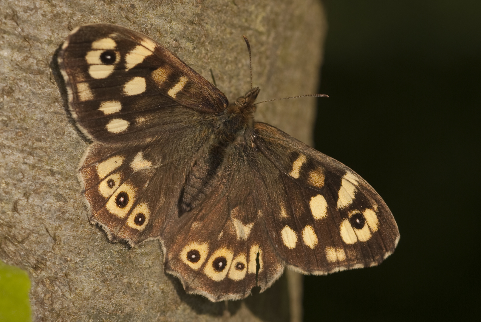 Waldbrettspiel (Pararge aegeria)