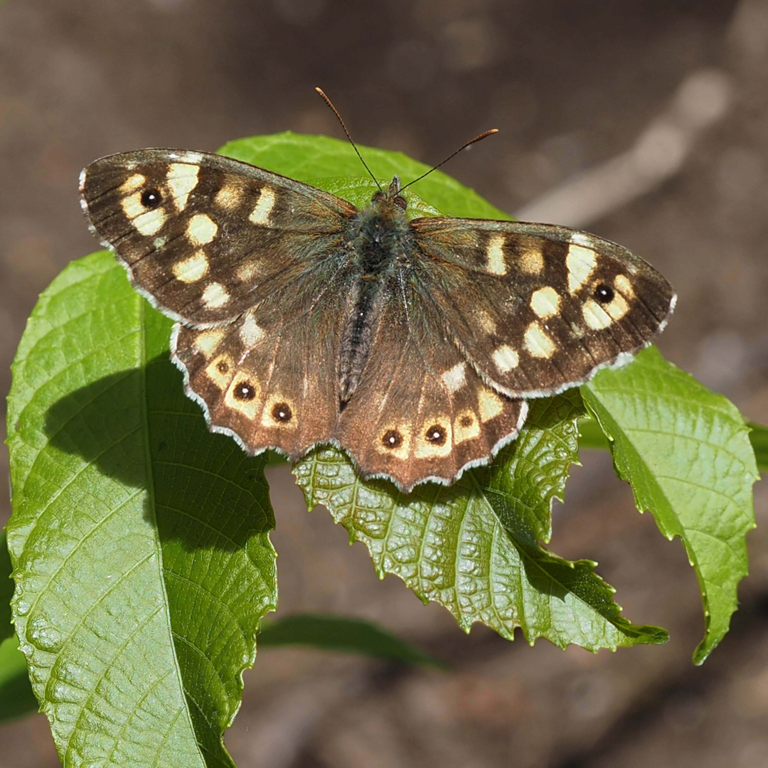 Waldbrettspiel (Pararge aegeria)