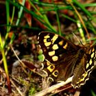 Waldbrettspiel (Pararge Aegeria)