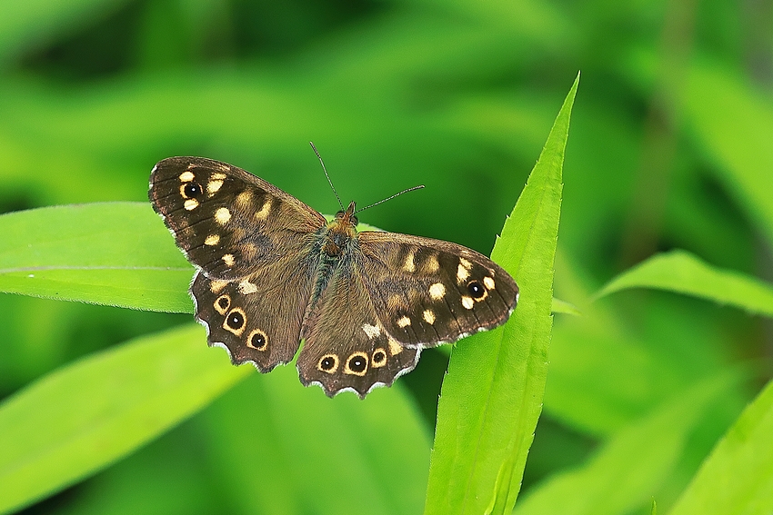 Waldbrettspiel (Pararge aegeria)