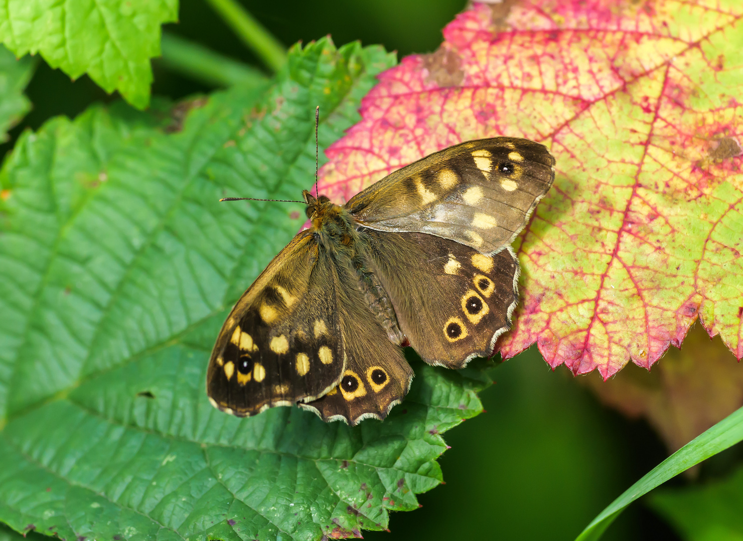 Waldbrettspiel (Pararge aegeria)