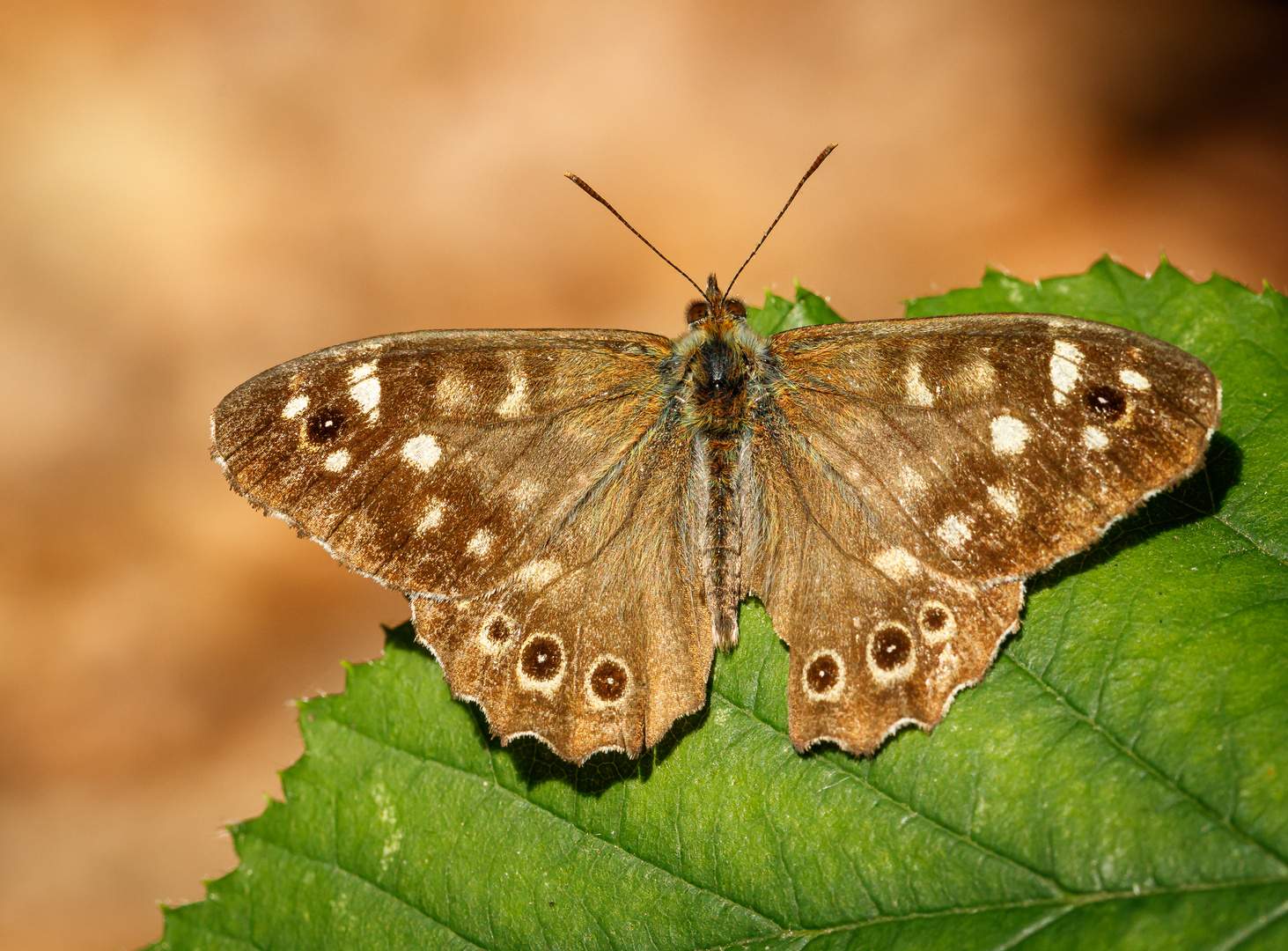 Waldbrettspiel (Pararge aegeria)