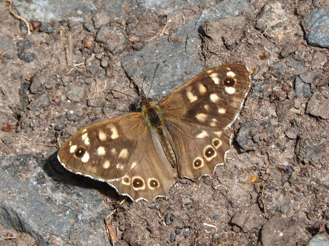 Waldbrettspiel (Pararge aegeria) 