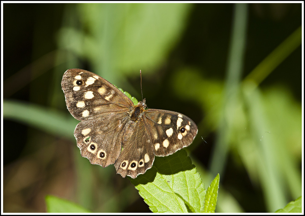 Waldbrettspiel (Pararge aegeria)