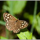 Waldbrettspiel (Pararge aegeria)