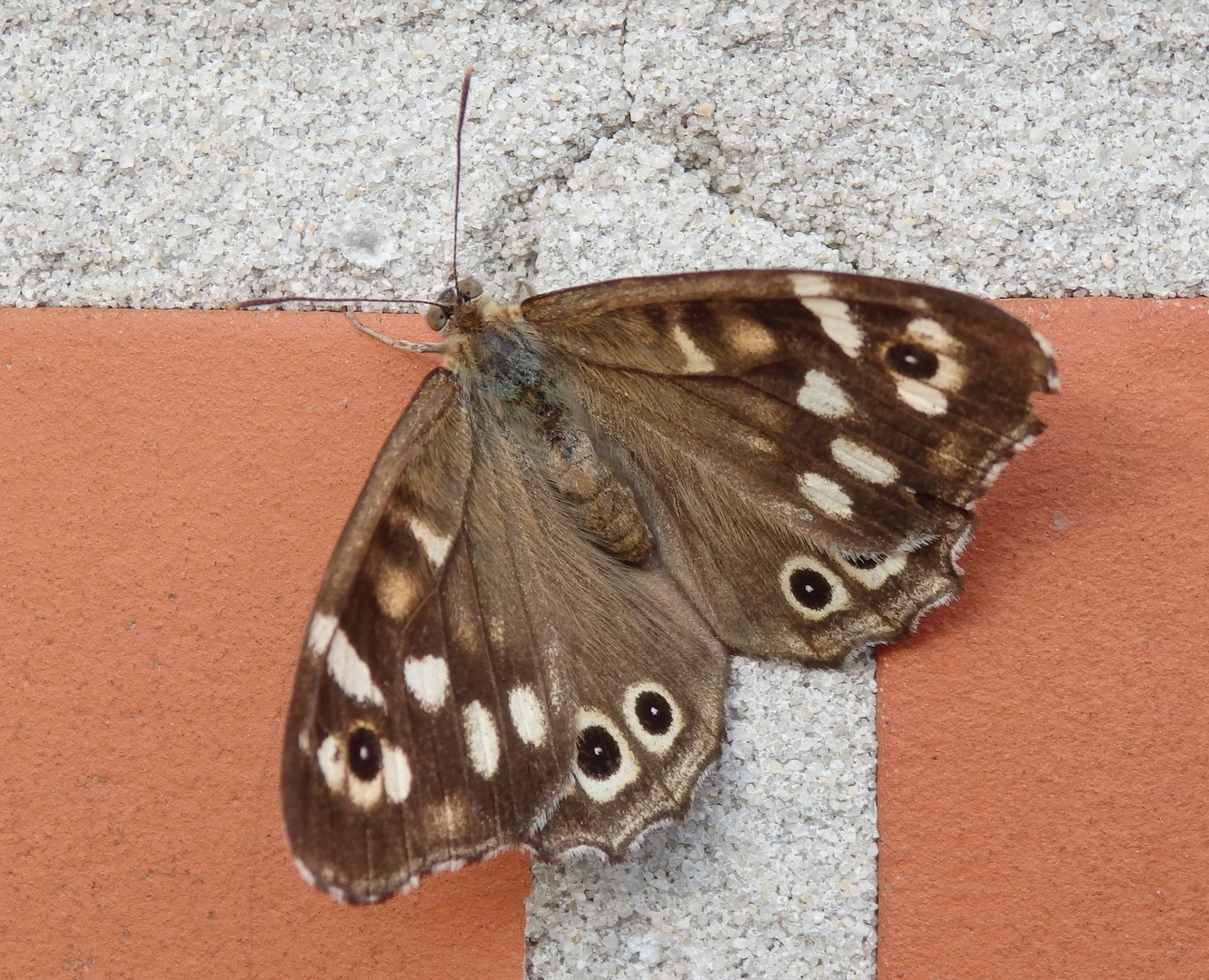 Waldbrettspiel (Pararge aegeria) auf der Hauswand