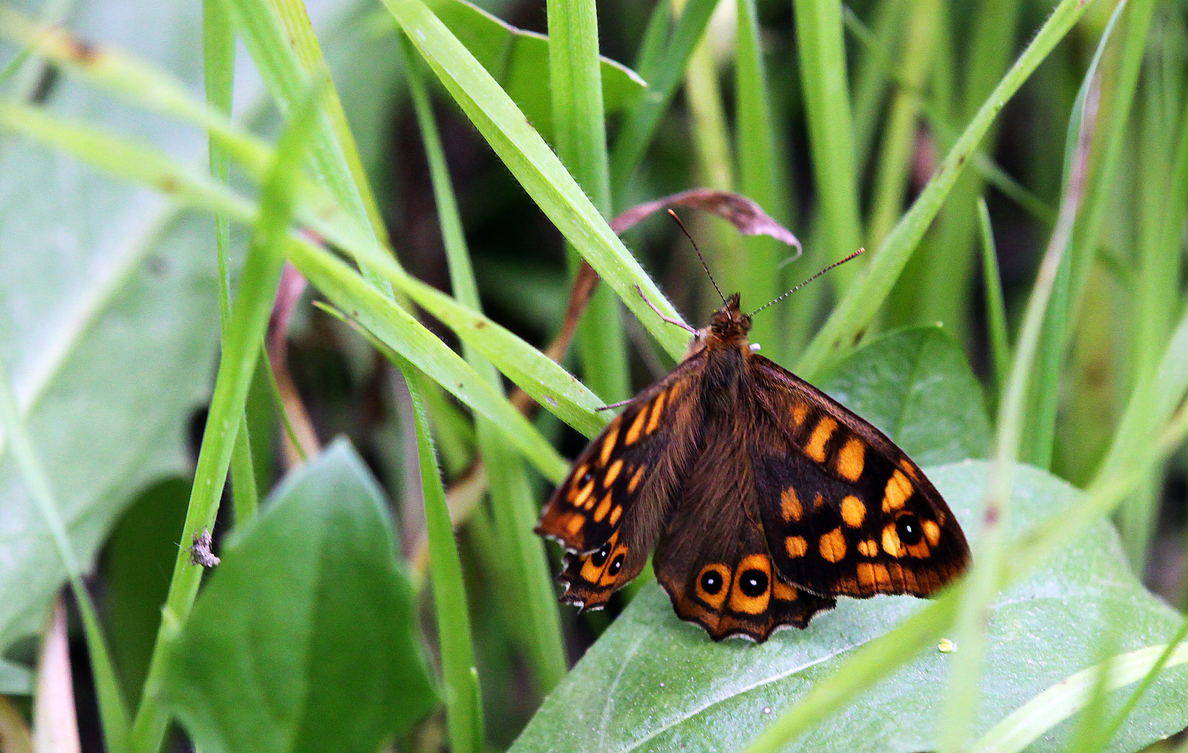 Waldbrettspiel/ Pararge aegeria, Augenfalter (Satyridae)