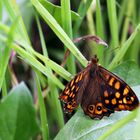 Waldbrettspiel/ Pararge aegeria, Augenfalter (Satyridae)