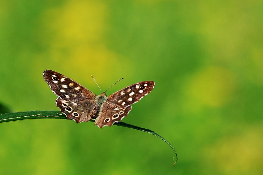 Waldbrettspiel (Pararge aegeria)