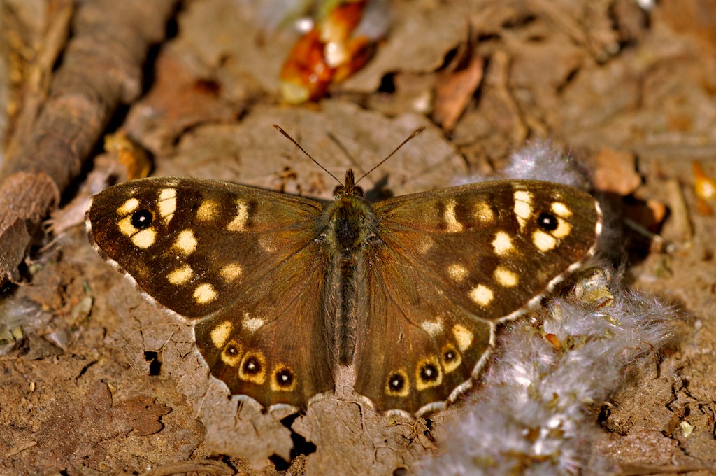 Waldbrettspiel, Pararge aegeria