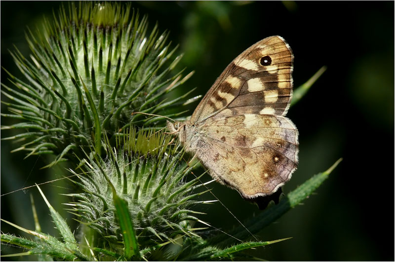 Waldbrettspiel (Pararge aegeria)