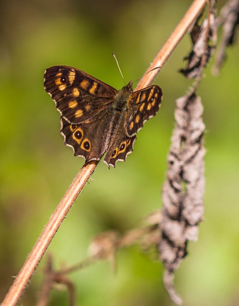 Waldbrettspiel (Pararge aegeria)