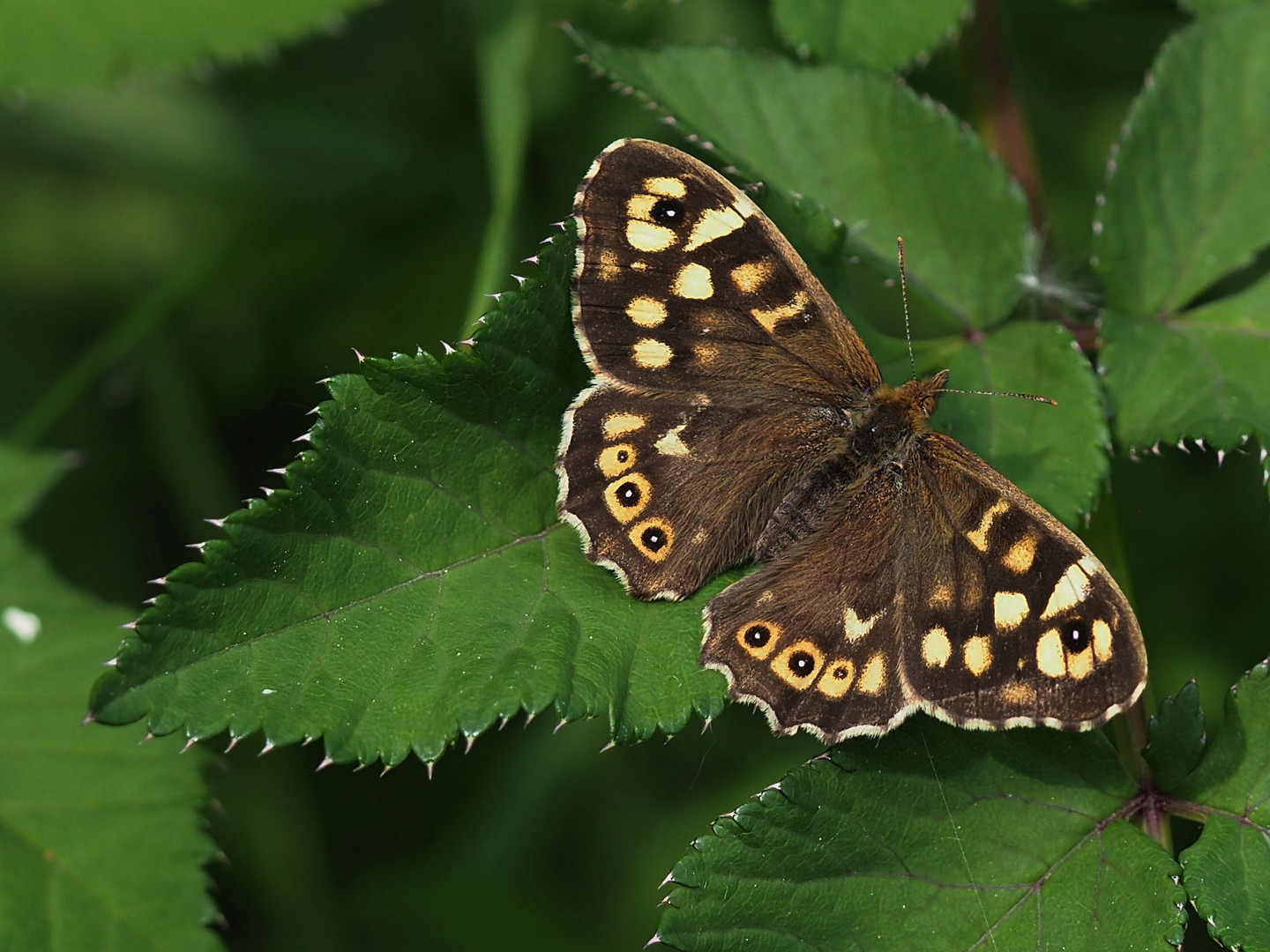 Waldbrettspiel (Pararge aegeria)