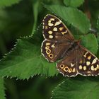 Waldbrettspiel (Pararge aegeria)