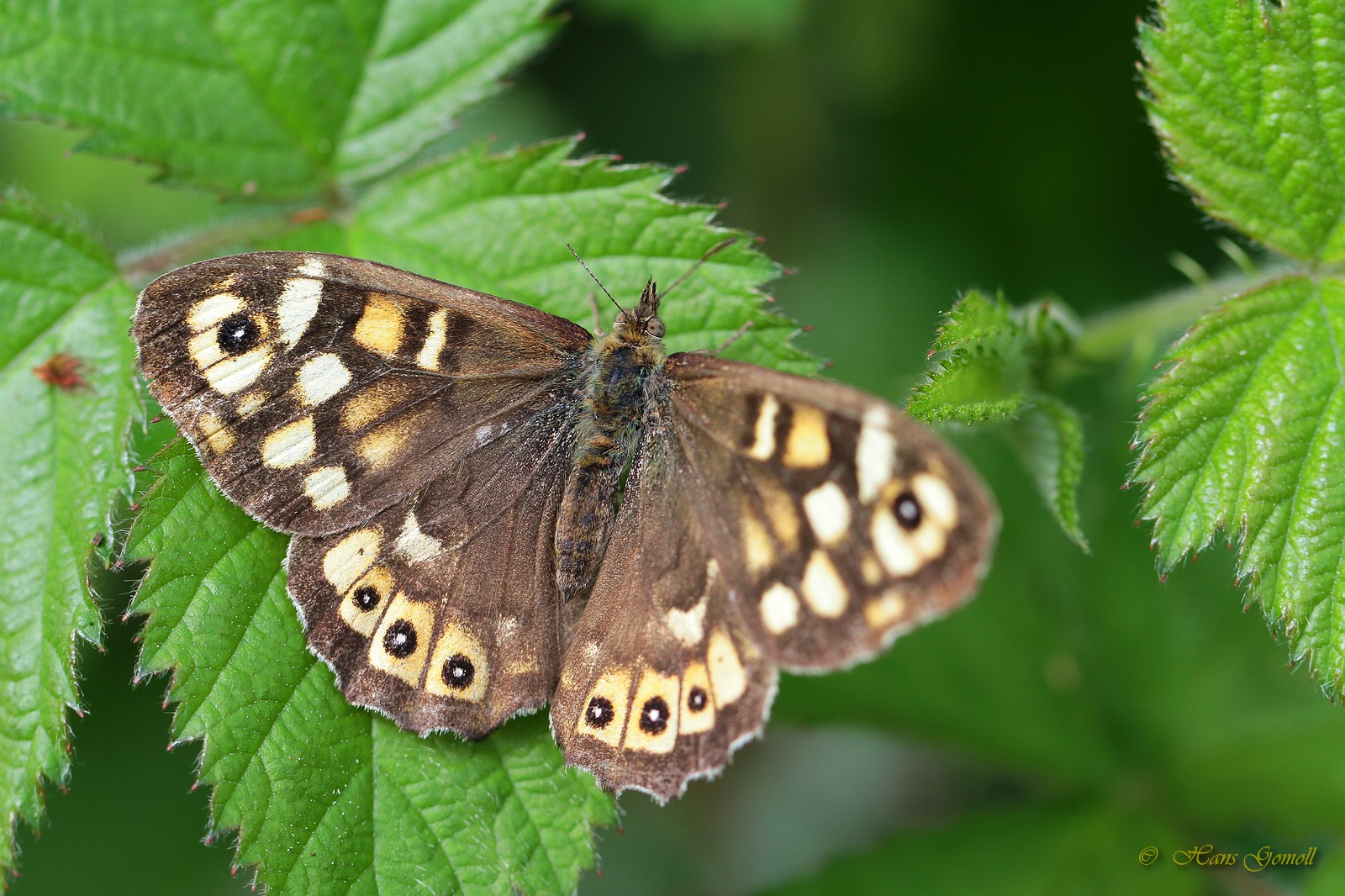 Waldbrettspiel (Pararge aegeria)