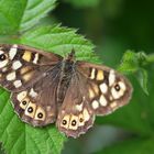 Waldbrettspiel (Pararge aegeria)