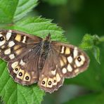 Waldbrettspiel (Pararge aegeria)