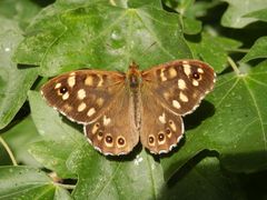 Waldbrettspiel (Pararge aegeria)