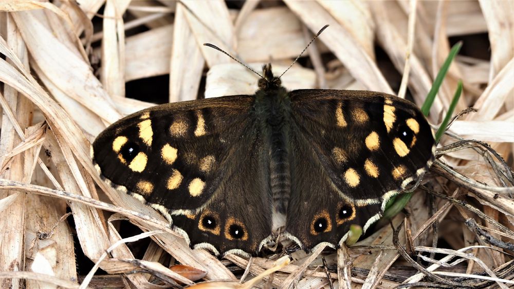 Waldbrettspiel,  (Pararge aegeria)