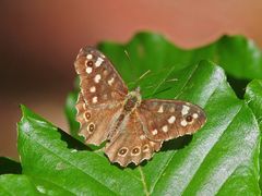 Waldbrettspiel (Pararge aegeria)