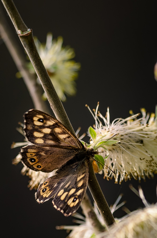 Waldbrettspiel (Pararge aegeria)