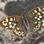 Waldbrettspiel (Pararge aegeria) - Le Tircis.