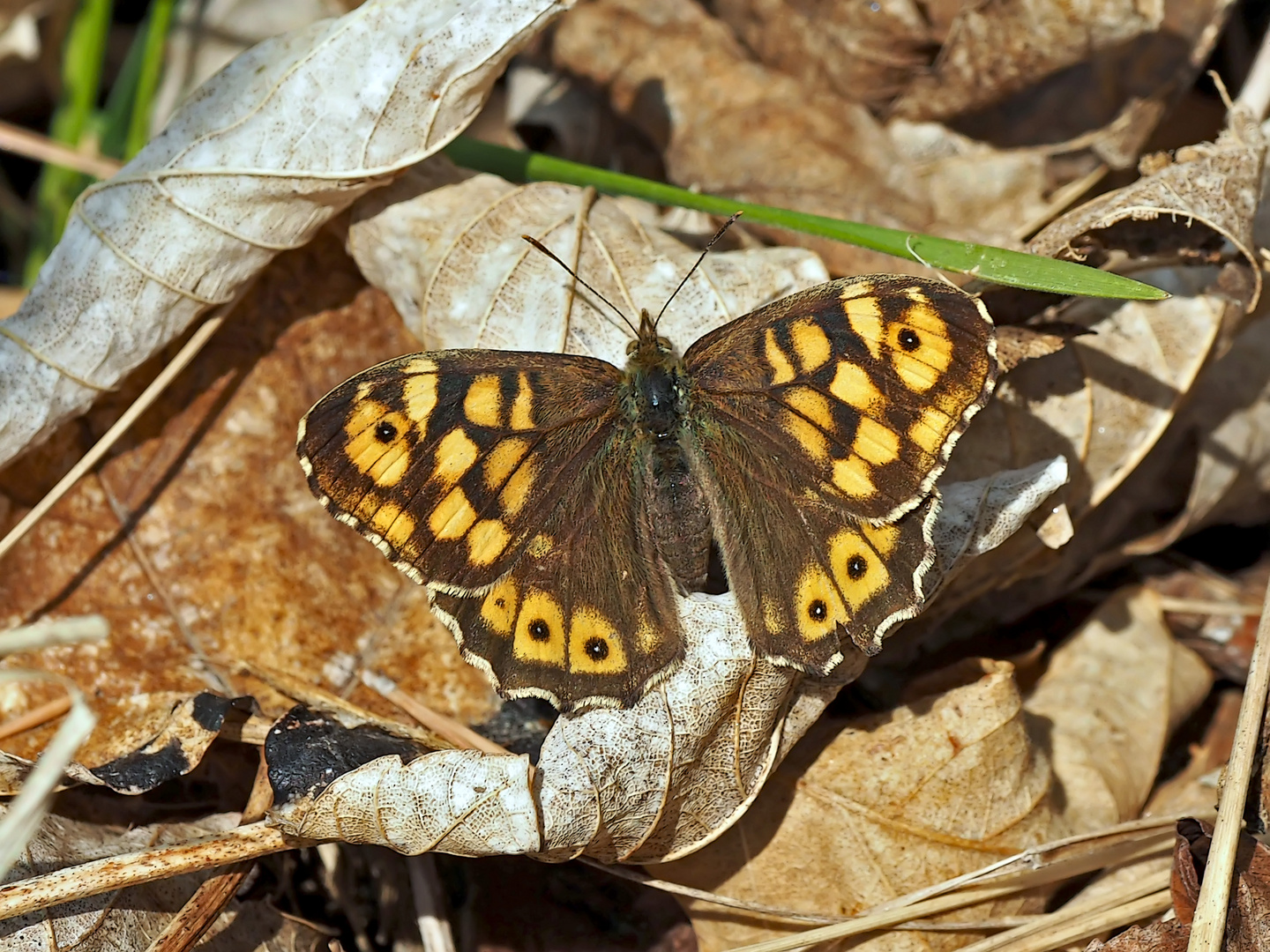 Waldbrettspiel (Pararge aegeria) - Le Tircis.