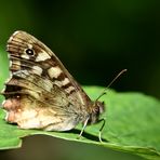 Waldbrettspiel - (Pararge aegeria) Profil