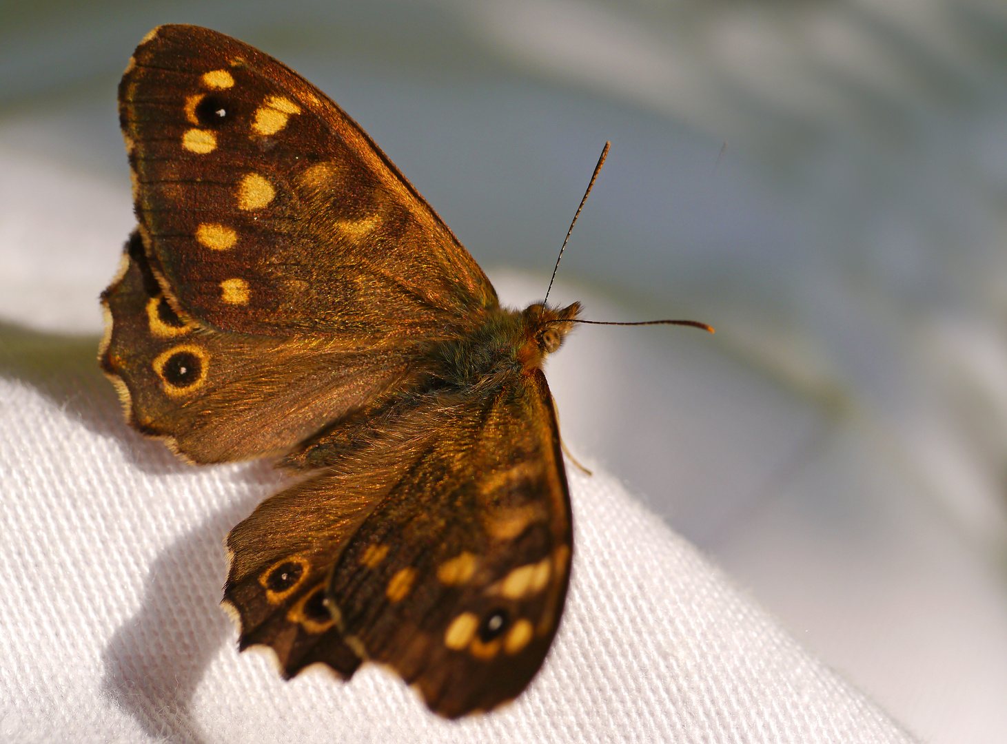 Waldbrettspiel Pararge aegeria (Satyridae)