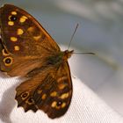 Waldbrettspiel Pararge aegeria (Satyridae)