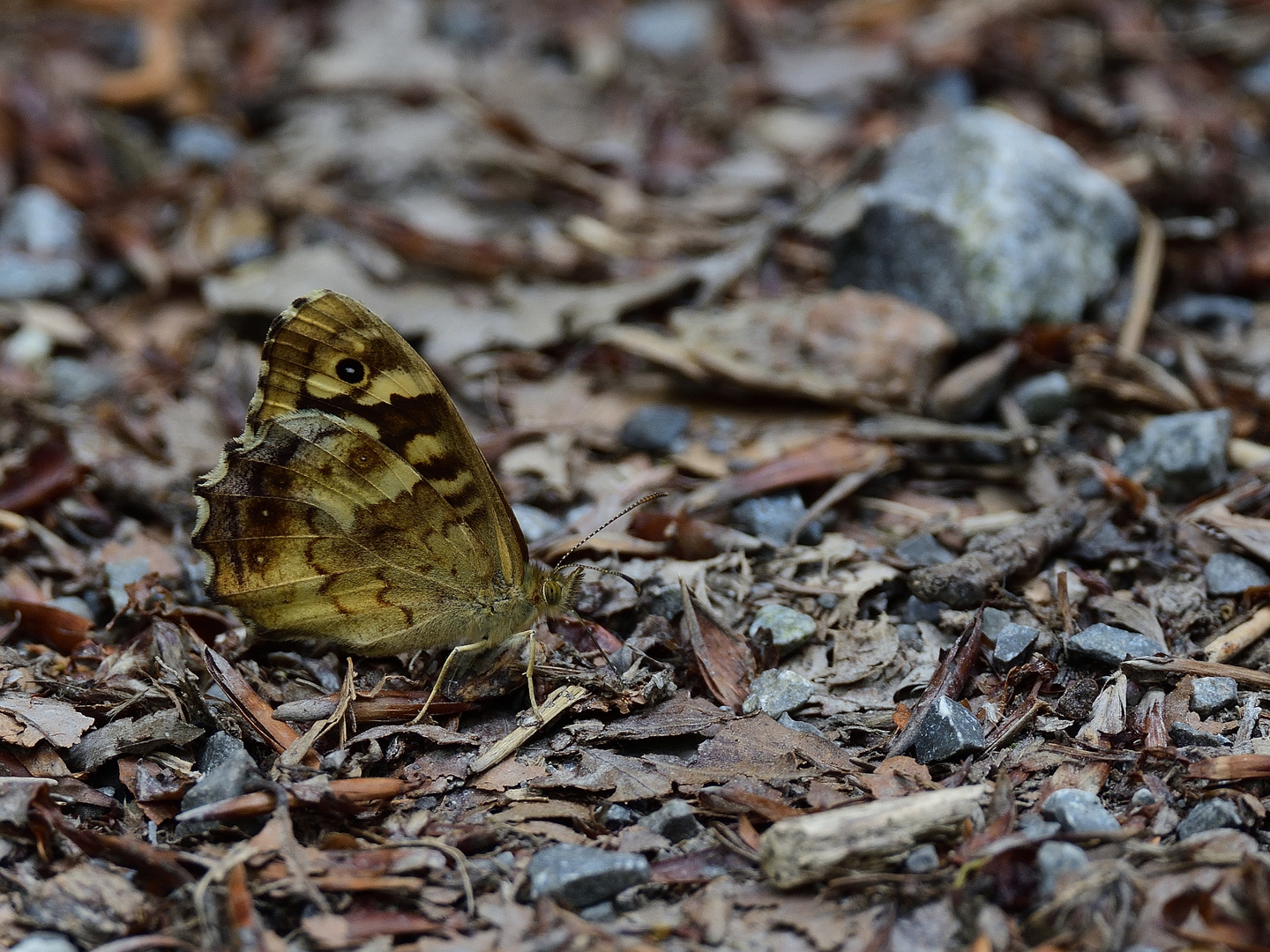 Waldbrettspiel, (Pararge aegeria), speckled wood