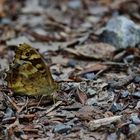 Waldbrettspiel, (Pararge aegeria), speckled wood