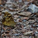 Waldbrettspiel, (Pararge aegeria), speckled wood