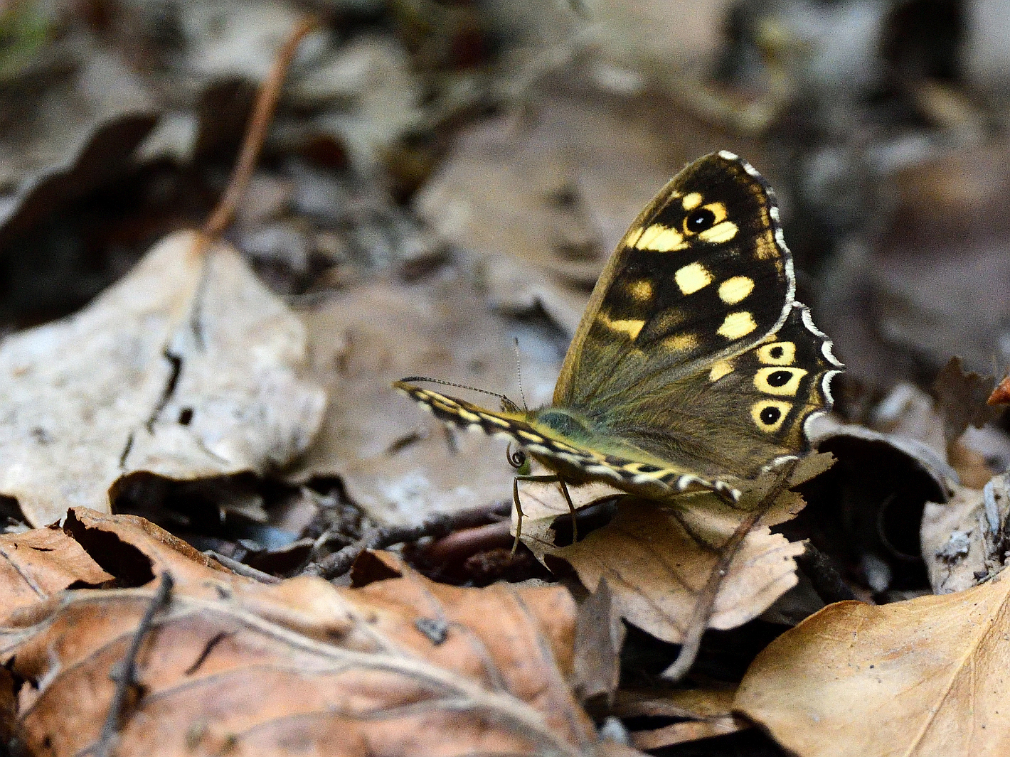 Waldbrettspiel, (Pararge aegeria), Speckled wood, Pararge aegeria