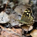 Waldbrettspiel, (Pararge aegeria), Speckled wood, Pararge aegeria