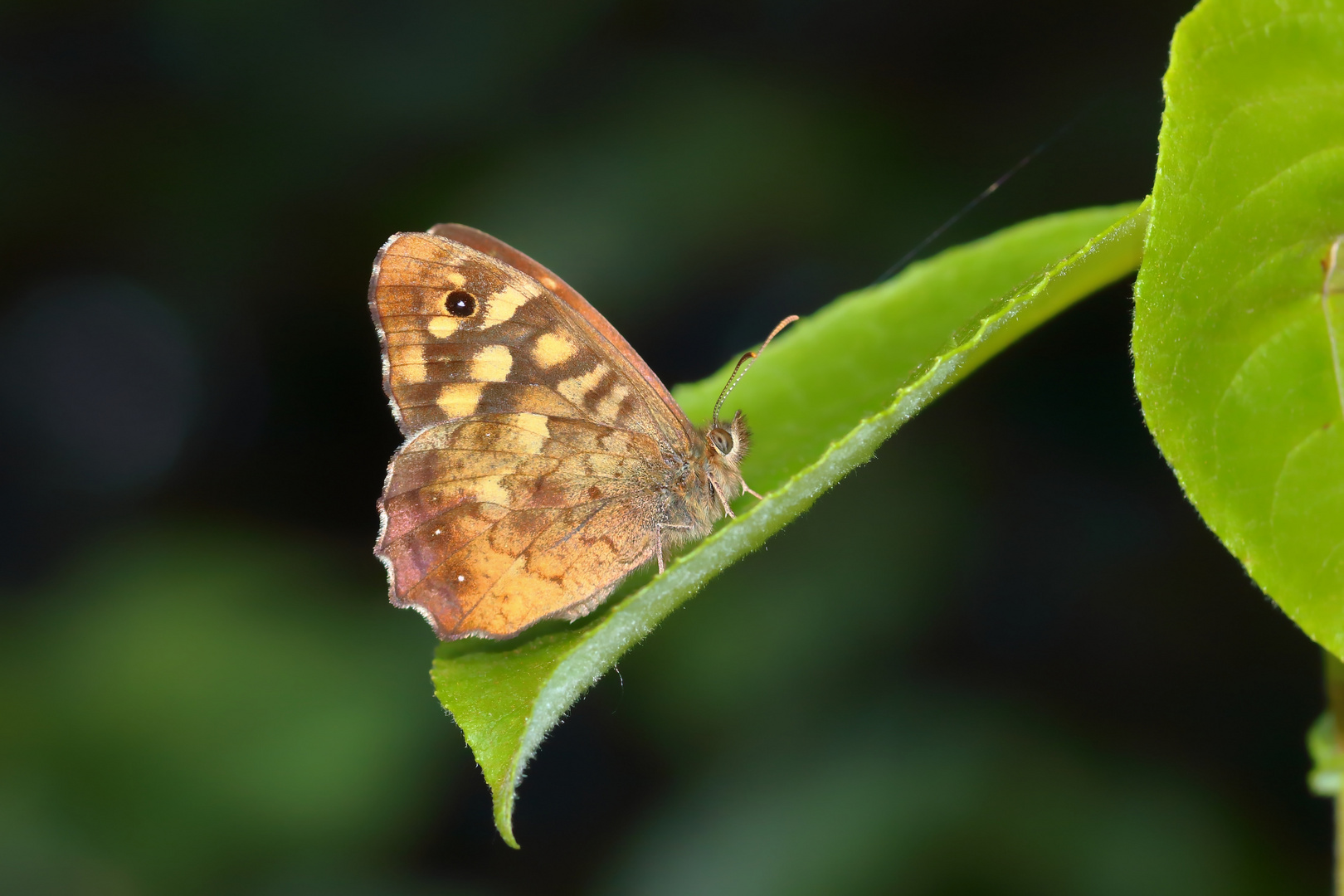 Waldbrettspiel/ Pararge aegeria ssp. tircis 