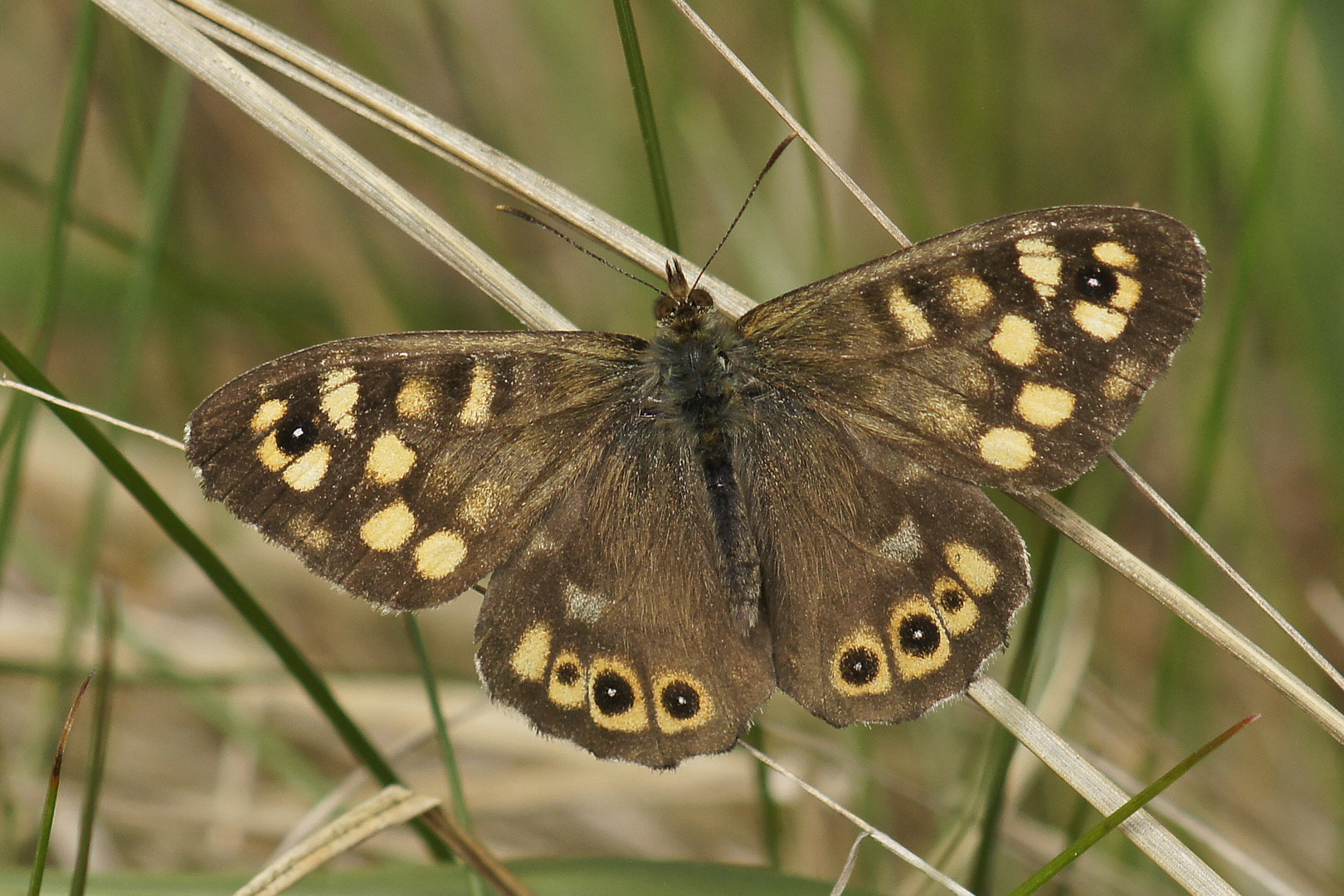 Waldbrettspiel (Pararge aegeria tircis)