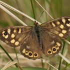 Waldbrettspiel (Pararge aegeria tircis)