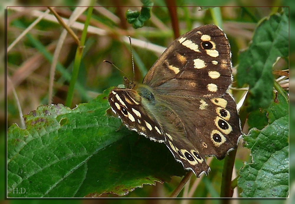 Waldbrettspiel (Pararge aegeria tircis)