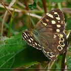 Waldbrettspiel (Pararge aegeria tircis)