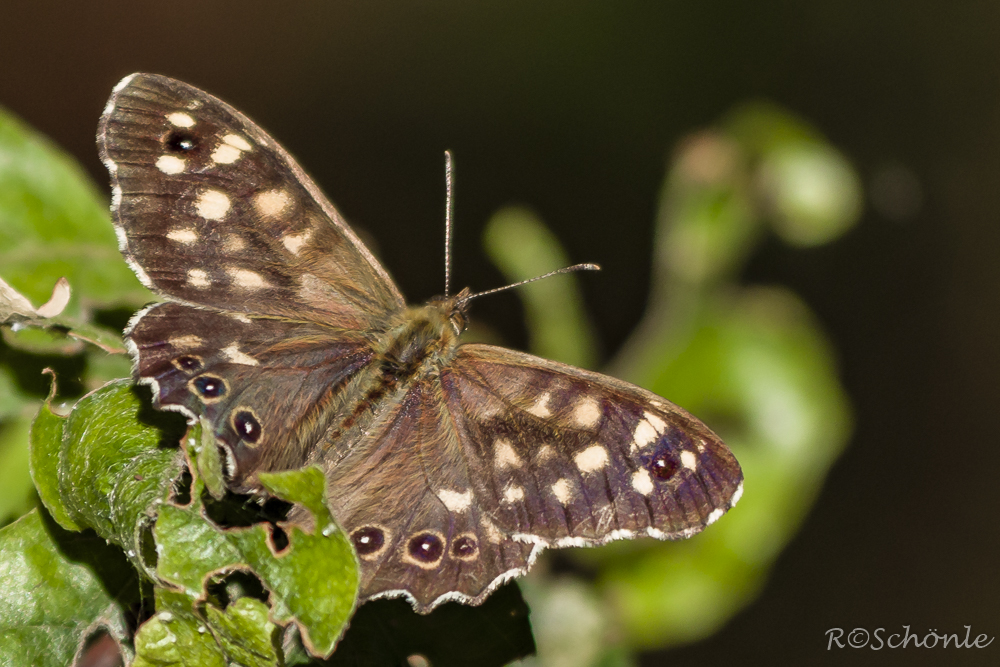 Waldbrettspiel (Pararge aegeria tircis)