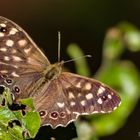 Waldbrettspiel (Pararge aegeria tircis)