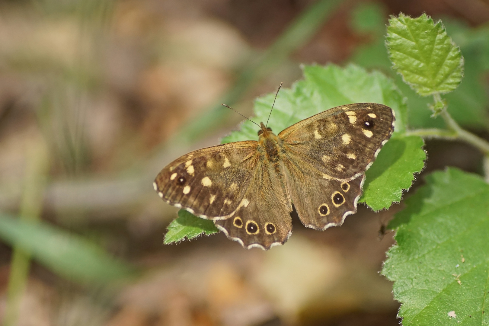 Waldbrettspiel (Pararge aegeria tircis)